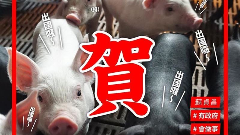 口蹄疫區除名…蘇揆：台灣豬重返國際