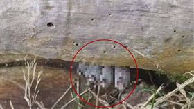 泰國,登山客,樹幹,腳趾,屍體,驚悚,多形炭角菌