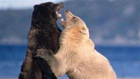 北極熊,黑熊,白熊,歧視,PTT　圖／翻攝自PTT