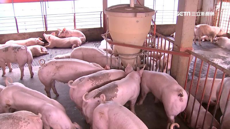 台灣口蹄疫疫區除名　3關鍵成功拔針