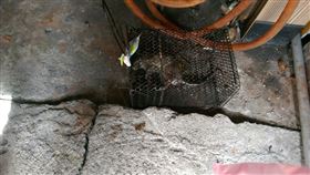 高雄,漢他病毒,老鼠,滅鼠,鼠患,衛生局