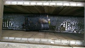 高雄,漢他病毒,老鼠,滅鼠,鼠患,衛生局