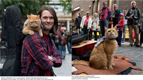 街貓bob（圖／翻攝自粉專）