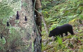 玉山台灣黑熊出沒！6地「清晰身影」曝光　樹幹留超深爪印▲。（圖／翻攝自玉山國家公園臉書）