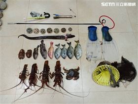 金山,野柳,保育區,龍蝦,戰車,