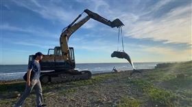 領航鯨擱淺苗栗海灘　傷勢重安樂處置（圖／翻攝畫面）