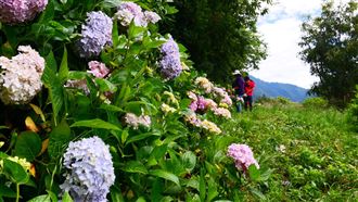 挺過霜害　繡球花季6月正式來臨！