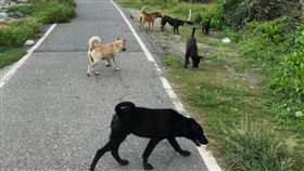 流浪犬議題受關注  花蓮議員催制定動保自治條例花蓮縣議會召開定期大會，民進黨籍縣議員張美慧指出花蓮是東台灣唯一沒有制訂動物保護自治條例的縣市，在七星潭熱門景點，就有不少具攻擊性流浪犬出沒，應設置動保志工據點，並盡速制定動保自治條例。（花蓮縣議員張美慧提供）中央社記者張祈傳真  109年6月17日