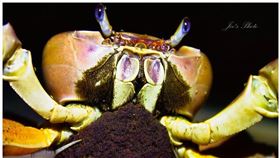 凶狠圓軸蟹。（圖／國立海洋生物博物館提供）