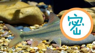 湖北神祕洞穴！清明節期間「年年吐魚」