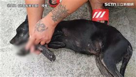 流浪狗媽媽被攻擊。（圖／徐文良（徐園長護生園） 授權）
