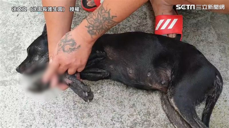狗媽媽喝水遭攻擊　志工：差點被打死