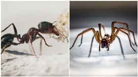 為啥蜘蛛不吃螞蟻？釣出專業大師回答：逃都來不及了，圖/翻攝自Pixabay