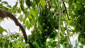 望梅止渴,成語,典故,曹操,PTT　圖／翻攝自臉書