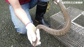 大蛇,新北市金山,新北市動保處,南蛇,野放（圖／翻攝自新北市府官網）