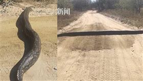 南非，巨蟒、減速丘、罕見、橫跨馬路。（圖／翻攝自看看新聞）