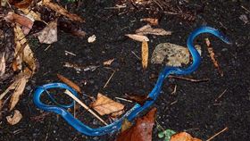 青蛇,蛇,臉書,藍色,色素
民眾何俊霖提供