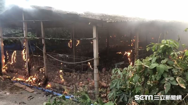 南投雞舍大火狂燒　8千隻慘被烤焦