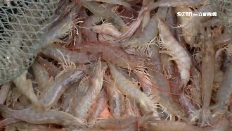 中國蝦病毒侵台　7縣市淪陷恐大缺蝦