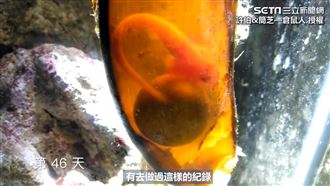 超狂達人 用鯊魚成長紀錄當自然作業