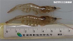 圖／農委會提供，十足目虹彩