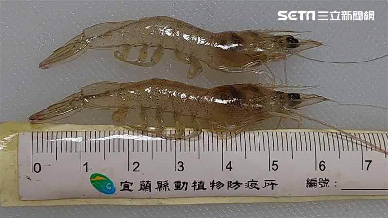 「蝦病毒」源頭中國？農委會解答了