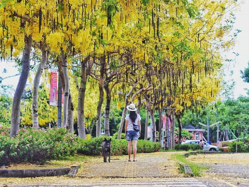 夏日限定美景！漫步亞洲大學黃金花瀑