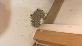 家中出現詭異土堆　鄉民一看驚喊不妙