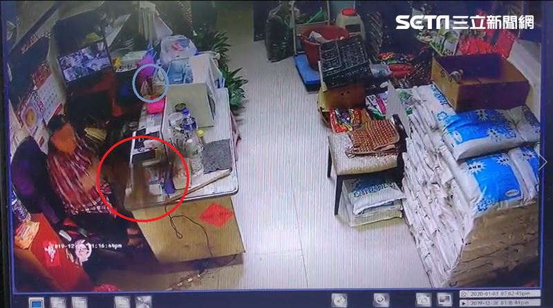 獨／鳳頭蒼鷹城市獵殺！寵物麻雀喪生