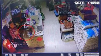 獨／鳳頭蒼鷹城市獵殺！寵物麻雀喪生