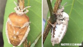 荔枝椿象(農委會提供)