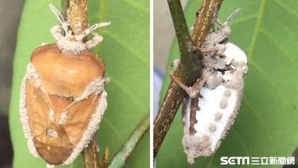 荔枝椿象遇剋星　淡紫菌纏身8成會死