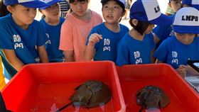 台電澎湖放流條石鯛等高經濟物種（2）台電18日傍晚在澎湖龍門海域擴大放流條石鯛與象牙鳳螺等魚、貝類，盼豐育海洋漁業資源，現場並安排物種棲地環境教育活動，達到海洋復育與環境教育雙目標。中央社　109年6月18日