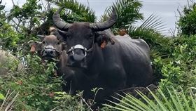 台東撞牛車禍頻傳  耳標奏效首循線找到飼主台東撞牛車禍頻傳，日前台11線富岡路段又發生小貨車撞到水牛，警方根據牛耳標找到飼主，飼主也表示願意與被害人調解理賠。這也是台東首宗車撞牛事故找到飼主。（警方提供）中央社記者盧太城台東傳真  109年6月19日