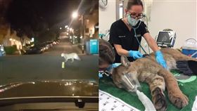 開車驚見「美洲獅」　巨貓「落網」了
美國,舊金山,山獅,美洲獅,動保局,野生動物
翻攝自推特