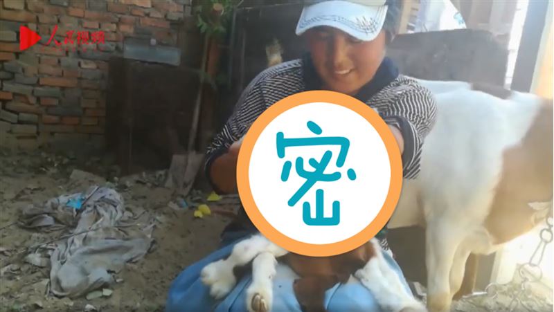 外星來的生物？驚見7條腿8隻蹄小羊