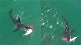 影／4大白鯊撕咬　海豚爆血臟器外露
加州,海岸,大白鯊,海豚
翻攝自YouTube The Malibu Artist