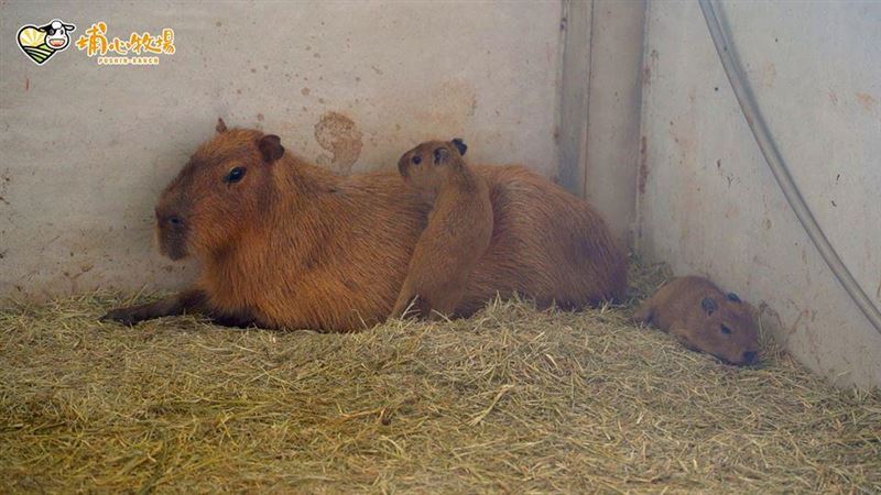 水豚寶滿月見客！埔心牧場端午祭優惠