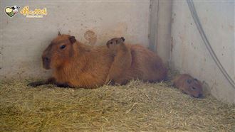 水豚寶滿月見客！埔心牧場端午祭優惠