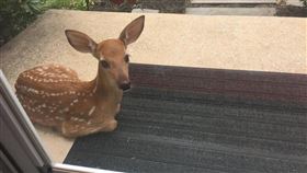 （圖／翻攝自lady_forsythe reddit）