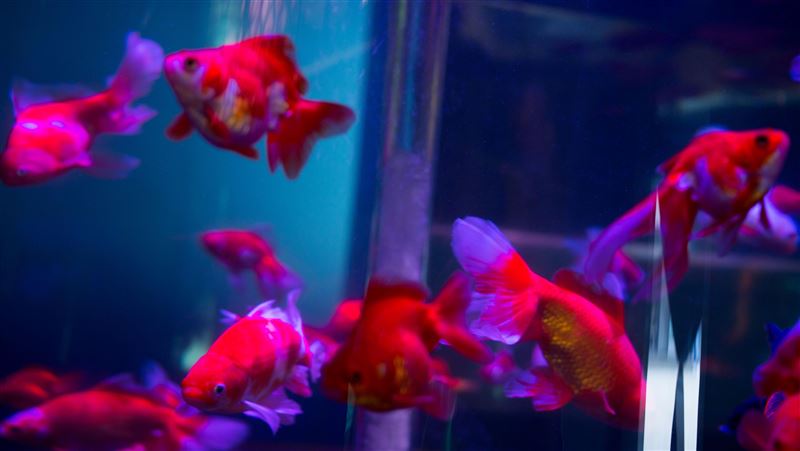 女子養金魚改運卻死光　風水師1招秒解決