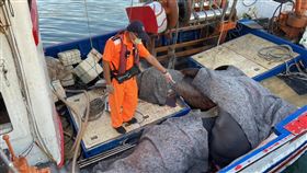 花蓮海域單月捕獲6隻巨口鯊　禁捕議題受關注花蓮海域6月起有流刺網漁船捕獲6隻罕見巨口鯊，漁民依規定通報，引發動保團體關注，巨口鯊禁捕議題成為討論焦點。（海巡署第一二岸巡隊提供）中央社記者張祈傳真　109年6月20日