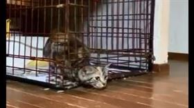 喵皇怪姿勢鑽出籠　網：貓果然是液體（圖／翻攝自推特）