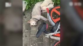 大陸,廣東,小狗,路邊,奶水（圖／翻攝自新京報視頻）