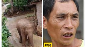 大陸,雲南,大象,農村（圖／翻攝自梨視頻）