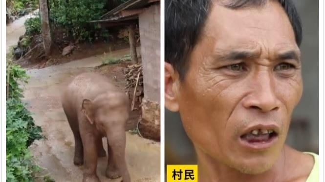 大象變殺手？來襲五天竟將農村輾平