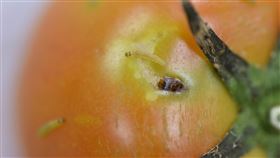 外來種番茄潛旋蛾現蹤　農民應加強巡查外來種番茄潛旋蛾現蹤台灣，農委會防檢局20日晚間表示，目前確認南投埔里2處設施與仁愛1處設施遭受番茄潛旋蛾危害，附近露天栽培田區暫未發現受害，防檢局已公告緊急防治藥劑，也呼籲農民加強田間巡查。（防檢局提供）中央社記者吳欣紜傳真　109年6月20日