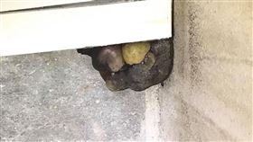蟻窩,異物,洗手台,租屋,潮濕,香菇,漏水
