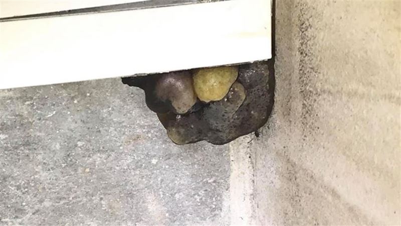 洗手台下驚見「黑巨物」長大…真相曝