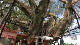 苗栗飄浮老榕樹／苗栗縣府